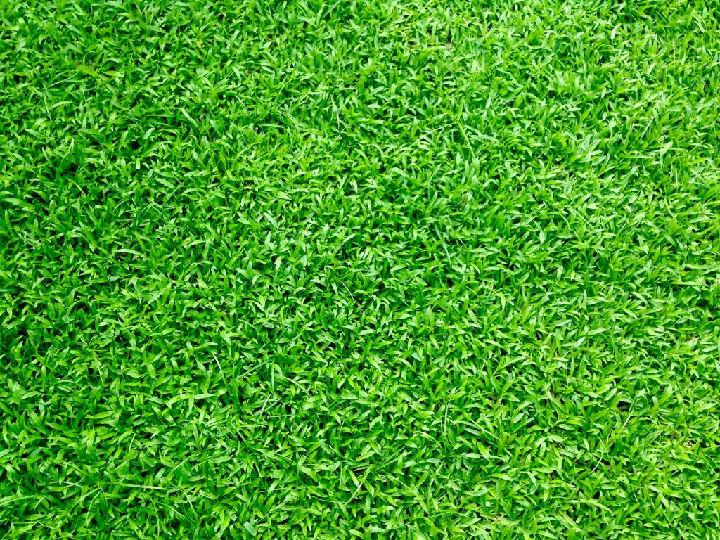 ARTIFICIAL GRASS 01
